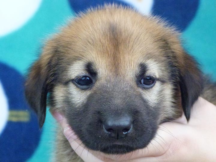 chinook puppy